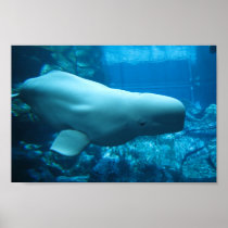 Cute Playful Beluga Whale In Aquarium At Georgia Posters