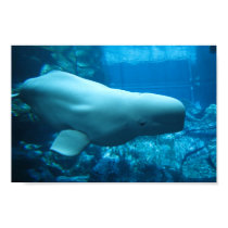 Cute Playful Beluga Whale In Aquarium At Georgia posters