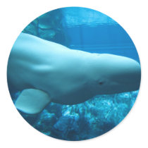 Cute Playful Beluga Whale In Aquarium At Georgia Round Stickers