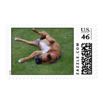 Cute Playing On Green Grass In Lawn Postage
