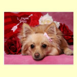 Cute Pomeranian Valentine postcards