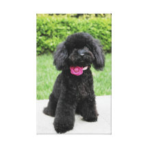 Cute Poodie  Stretched Canvas Print