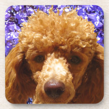 Cute Poodle Beverage Coasters