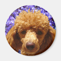 Cute Poodle Fridge Magnets
