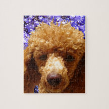 Cute Poodle Jigsaw Puzzles