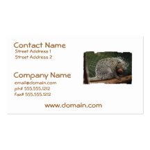 Cute Porcupine Business Cards