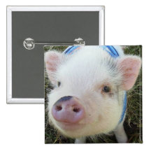 Cute Pot Belly Pig Button