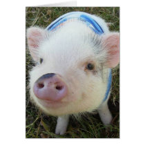 Cute Pot Belly Pig Greeting Cards