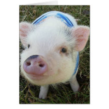 Cute Pot Belly Pig Card