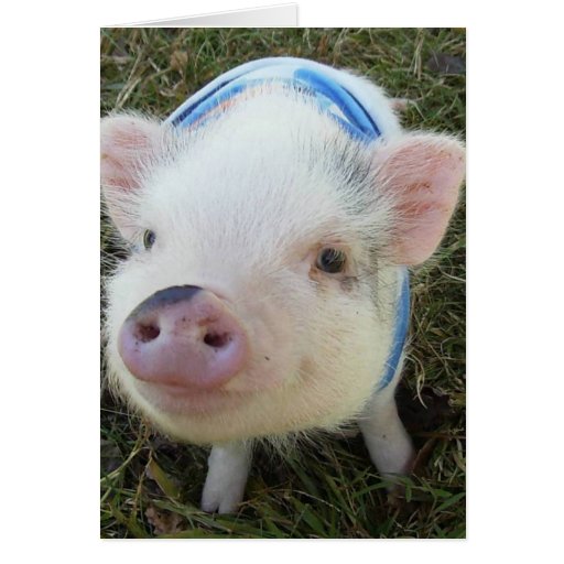 Cute Pot Belly Pig Card