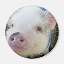 Cute Pot Belly Pig Fridge Magnets