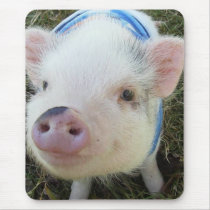 Cute Pot Belly Pig Mousepad