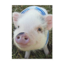 Cute Pot Belly Pig Postcards