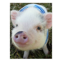 Cute Pot Belly Pig Postcard
