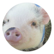Cute Pot Belly Pig Sticker