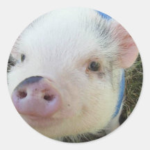 Cute Pot Belly Pig Sticker