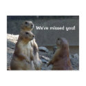 Cute Prairie Dogs We've Missed You Postcards