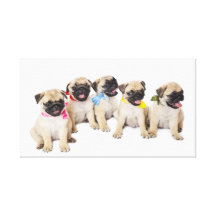 Cute Pug 25 Stretched Canvas Print