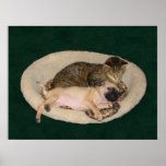 Cute Pug & Cat Poster Cute Pug & Cat Poster