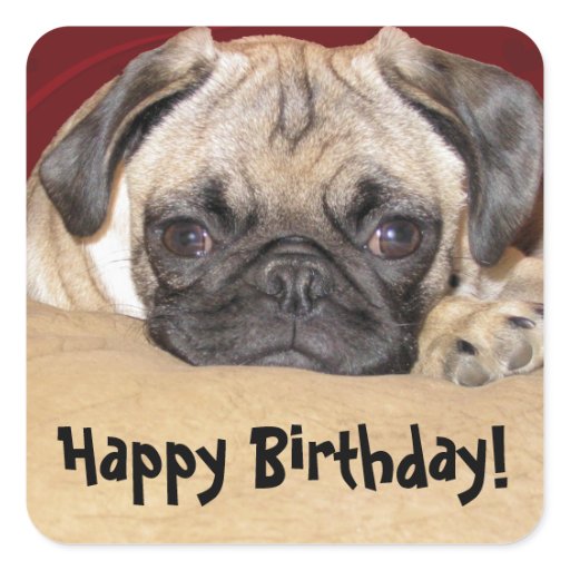 pug birthday wishes pug puppy birthday wish square sticker zazzle pug birthday wishes pug puppy birthday wish square sticker zazzle