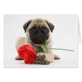 Cute Pug Puppy with single red rose Greeting Card