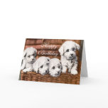 Cute Puppies Birthday Card