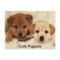 Cute Puppies postcards by KCPhotographys_Gifts Cute Puppies postcards
