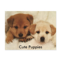 Cute Puppies postcards