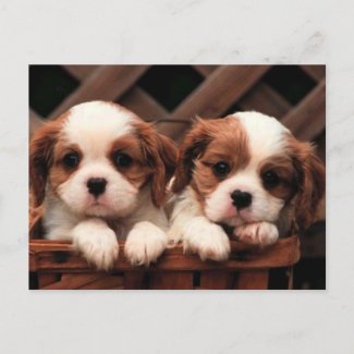 Cute Puppies Postcard