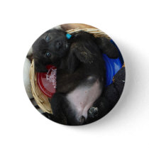 Cute puppy button