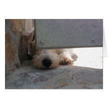 Cute Puppy Card