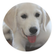Cute puppy - create your own gifts stickers