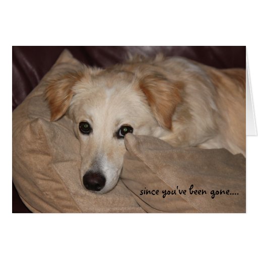 Cute puppy dog, I MISS YOU card | Zazzle