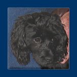 Cute Puppy Magnet magnets