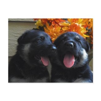 Cute Puppy Postcard postcard