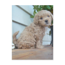 Cute Puppy postcards