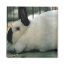Cute Rabbit magnets