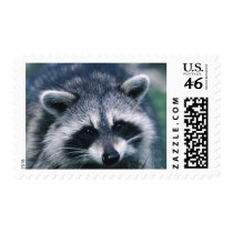 Cute Raccoon Close-Up Stamp