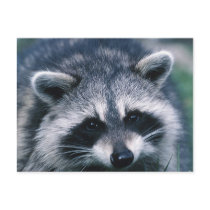 Cute Raccoon Close-Up postcards