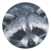 Cute Raccoon Close-Up stickers