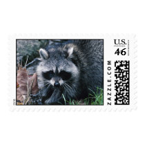 Cute Raccoon Stamps