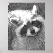 Cute Raccoon Print