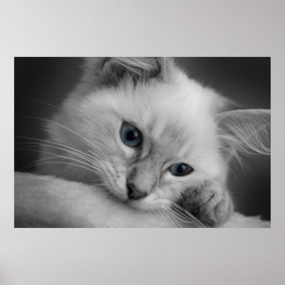 Cute ragdoll kitten poster