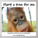 Cute Rainforest Fan posters