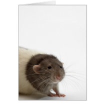 Cute Rat Close-Up cards
