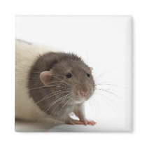 Cute Rat Close-Up Magnets
