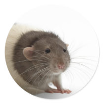 Cute Rat Close-Up Sticker