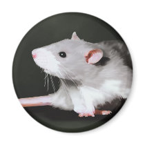 Cute Rat painting magnets by RattyratCindy Cute Rat painting magnets