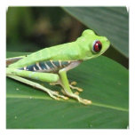 Cute Red Eyed Tree Frog Custom Invites
