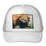 red panda, panda, red panda bear, bear, bears, red panda bears, panda bear, mammal, animal, wildlife, wild animal, wild life, china, chinese panda, china panda, chinese panda bear, chinese, animals, mammals, panda photo, panda photograph, giant panda photo, red panda photograph, red bear photo, red bear photograph, wild, other mammals